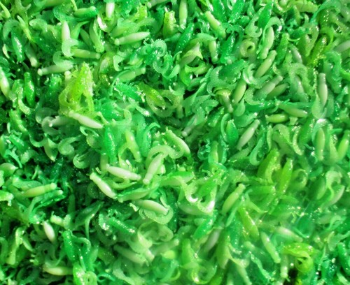 50ct green white - 50ct,