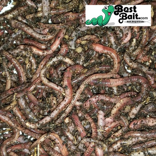 Large panfish worms european - large,
